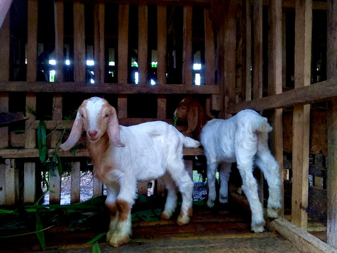 PELATIHAN TERNAK KAMBING PEMBUATAN PUPUK KOMPOS DAN POC